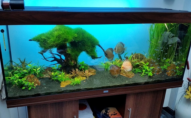 Akvarijum Juwel Rio 400 sa diskusima
